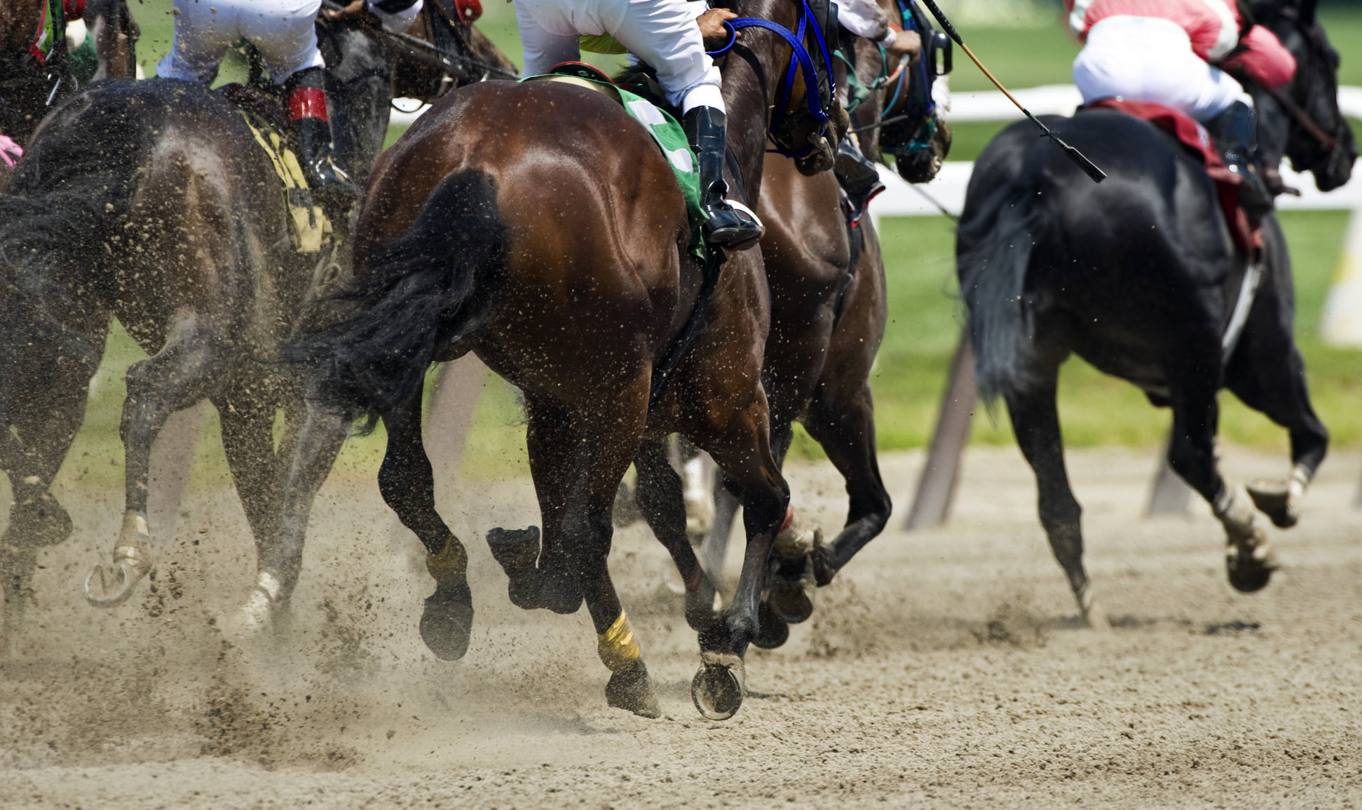 The Power of Omega 3 in Racehorses