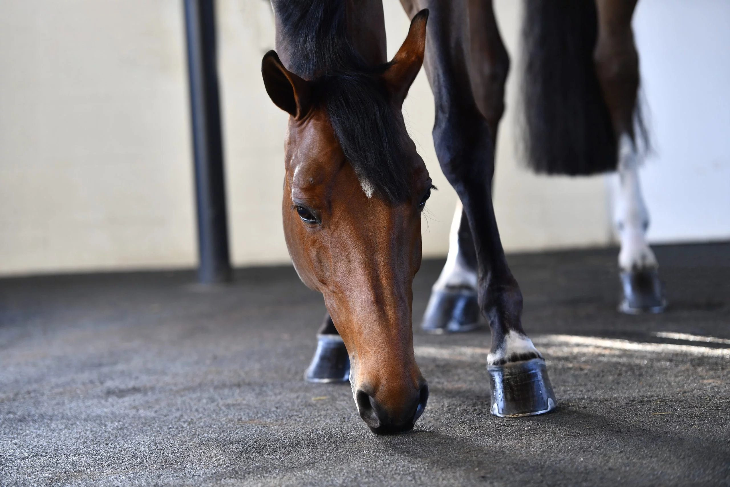 The Role of Omega-3 Support in Laminitis Management