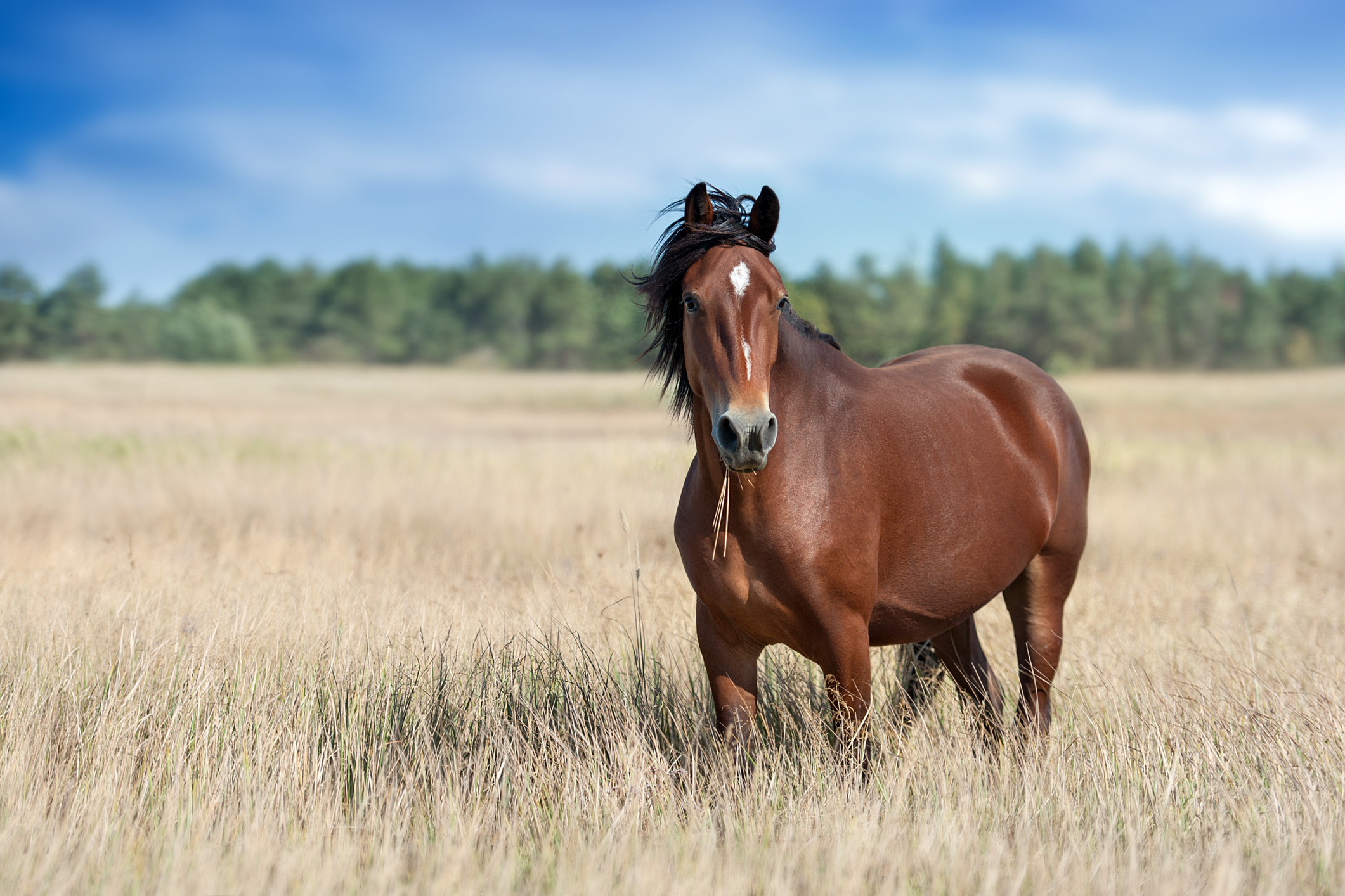 Equine Omega Complete - A Supplement for Metabolic Horses