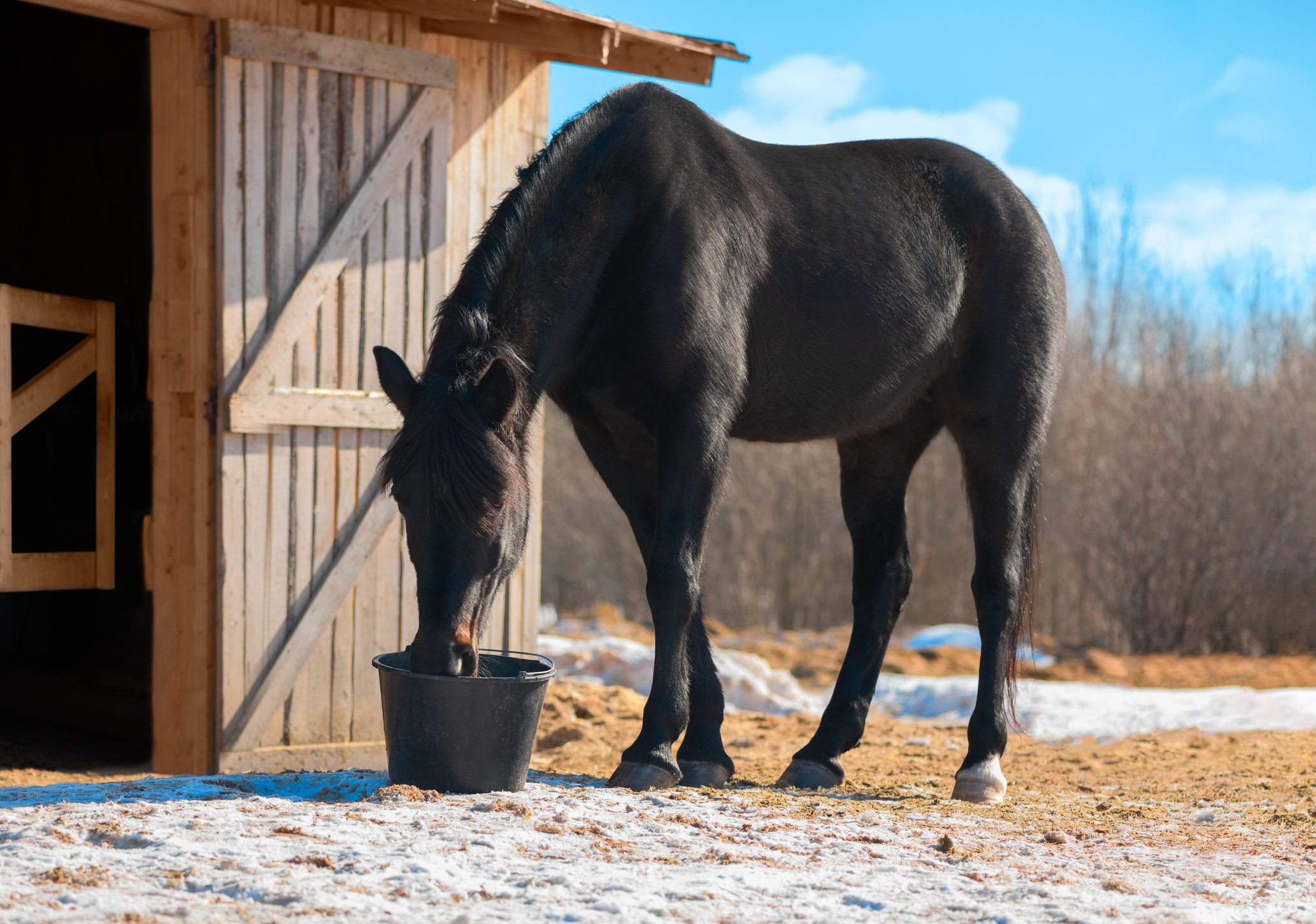 Winter Feeding and Equine Omega Complete